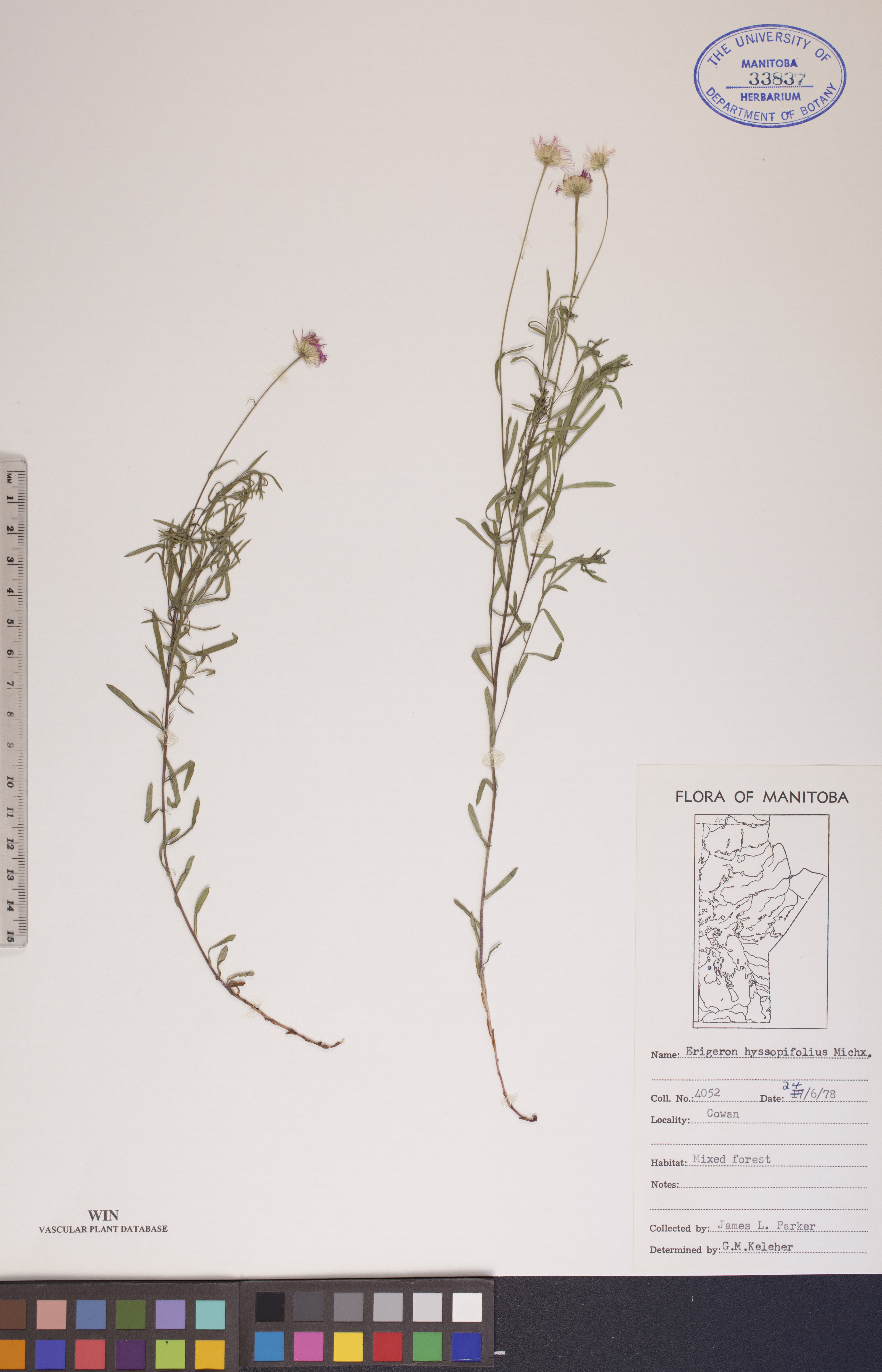 Erigeron hyssopifolius image